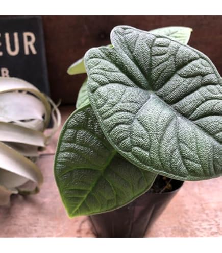 Amazon｜アロカシア ウェンティー 8号 大型大株 品種レア インテリア